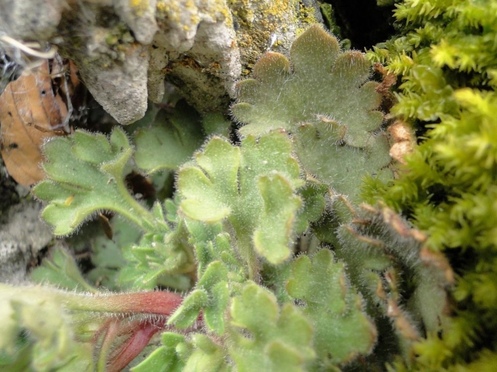 Saxifraga petraea / Sassifraga dei muri